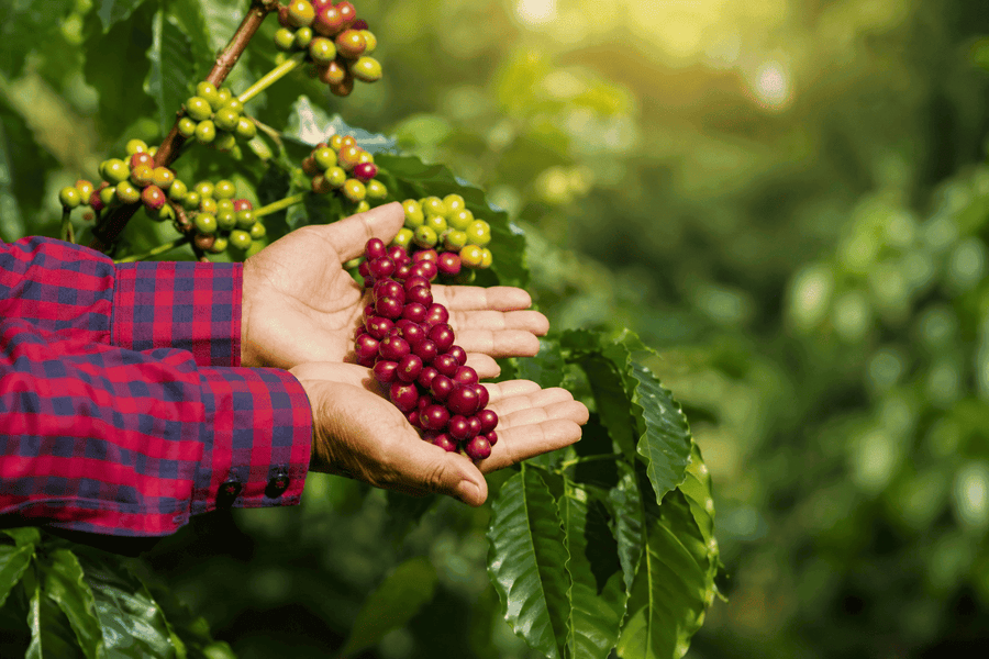 1. Handpicked Premium Coffee Cherries