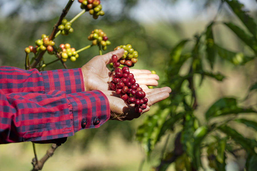 1. Handpicked Premium Coffee Cherries